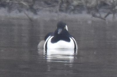 Hooded Merganser, 2021-12-10 &mdash; Leon County, FL