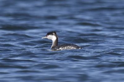 Horned Grebe, 2022-12-29 &mdash; Wakulla County, FL