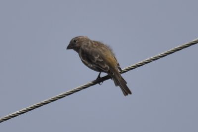 House Finch, 2021-09-11 &mdash; Leon County, FL