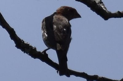 House Finch, 2021-08-11 &mdash; Henderson County, NC