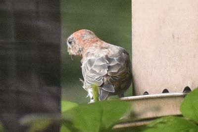 House Finch, 2021-08-10 &mdash; Henderson County, NC