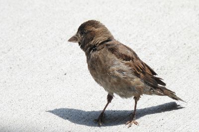 House Sparrow, 2021-07-02 &mdash; Cook County, IL