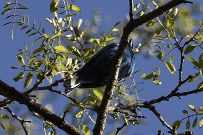 Indigo Bunting, 2025-05-26 &mdash; Washtenaw County, MI