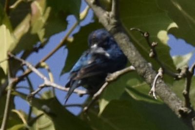 Indigo Bunting, 2021-08-11 &mdash; Henderson County, NC