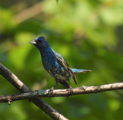 Indigo Bunting, 2021-07-05 &mdash; Cook County, IL