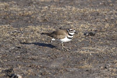 Killdeer, 2022-12-29 &mdash; Wakulla County, FL