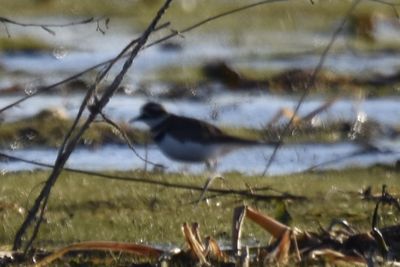 Killdeer, 2022-01-29 &mdash; Leon County, FL
