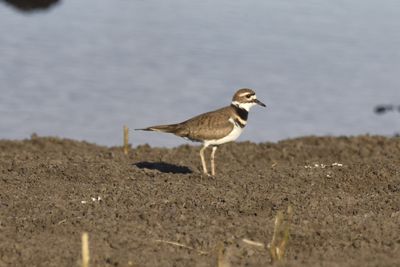 Killdeer, 2021-12-05 &mdash; Leon County, FL