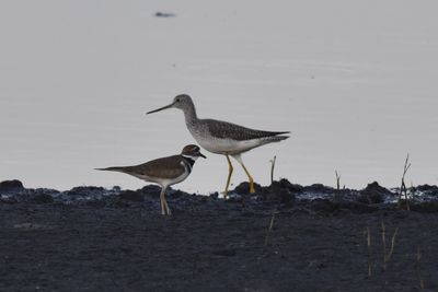 Killdeer, 2021-12-03 &mdash; Leon County, FL