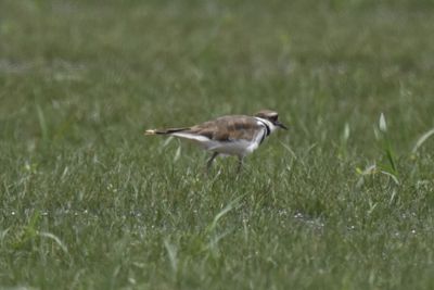 Killdeer, 2021-08-12 &mdash; Henderson County, NC
