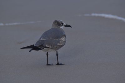 Laughing Gull, 2023-02-04 &mdash; Wakulla County, FL