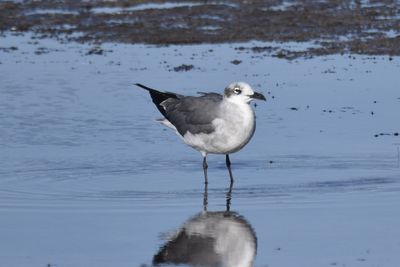 Laughing Gull, 2022-12-29 &mdash; Wakulla County, FL