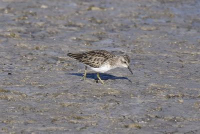 Least Sandpiper, 2022-12-29 &mdash; Wakulla County, FL