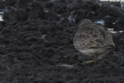 Least Sandpiper, 2021-12-03 &mdash; Leon County, FL