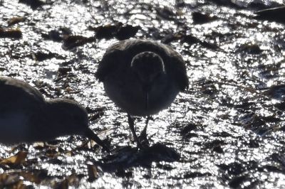 Least Sandpiper, 2021-11-13 &mdash; Wakulla County, FL