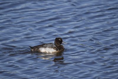Lesser Scaup, 2022-12-29 &mdash; Wakulla County, FL