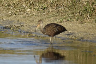 Limpkin, 2021-12-28 &mdash; Broward County, FL