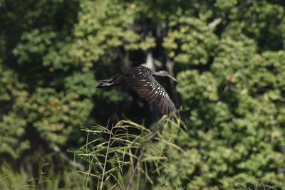 Limpkin, 2021-09-25 &mdash; Leon County, FL