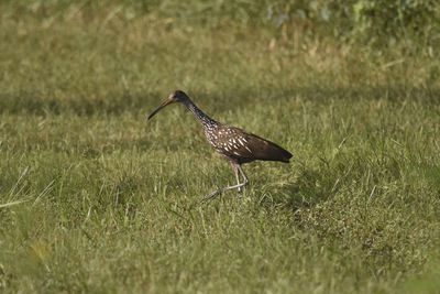 Limpkin, 2021-09-09 &mdash; Leon County, FL