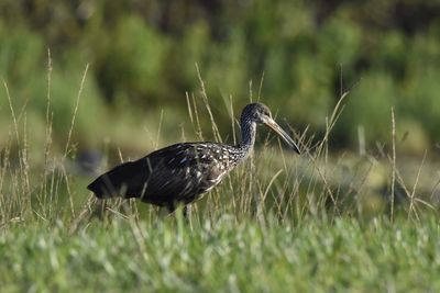 Limpkin, 2021-07-28 &mdash; Broward County, FL