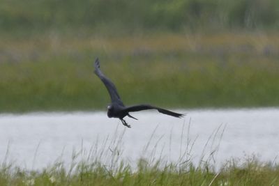 Little Blue Heron, 2022-06-05 &mdash; Leon County, FL