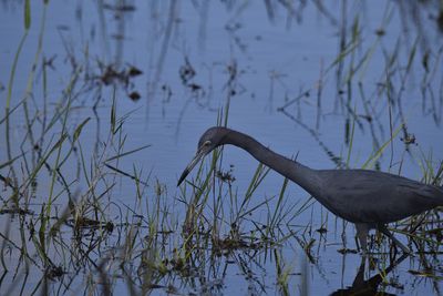 Little Blue Heron, 2022-01-02 &mdash; Broward County, FL