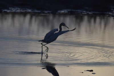 Little Blue Heron, 2021-12-05 &mdash; Leon County, FL