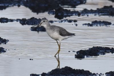 Little Blue Heron, 2021-12-03 &mdash; Leon County, FL