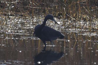 Little Blue Heron, 2021-11-13 &mdash; Wakulla County, FL