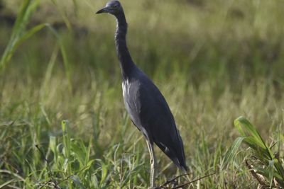 Little Blue Heron, 2021-09-09 &mdash; Leon County, FL