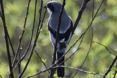 Loggerhead Shrike, 2022-01-02 &mdash; Broward County, FL