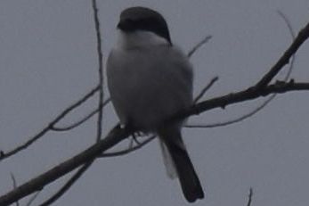 Loggerhead Shrike, 2021-12-10 &mdash; Leon County, FL