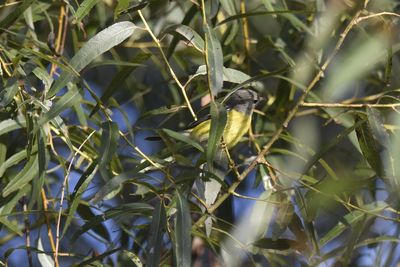 Magnolia Warbler, 2021-09-25 &mdash; Leon County, FL