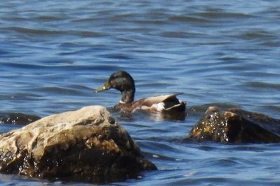 Mallard, 2021-07-09 &mdash; Manitowoc County, WI