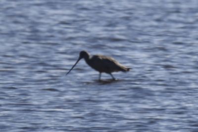 Marbled Godwit, 2021-11-13 &mdash; Wakulla County, FL