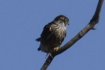 Merlin, 2026-10-18 &mdash; DuPage County, IL