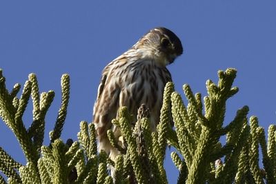 Merlin, 2021-12-29 &mdash; Broward County, FL