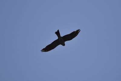 Mississippi Kite, 2021-08-12 &mdash; Henderson County, NC