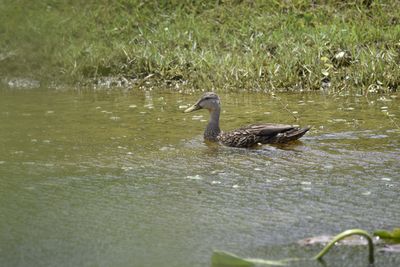 Mottled Duck, 2022-05-07 &mdash; Broward County, FL