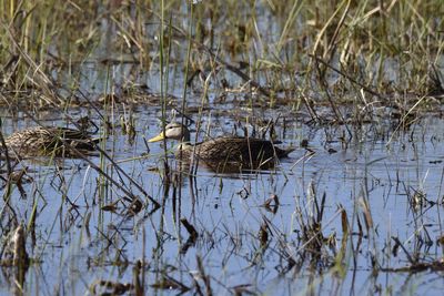 Mottled Duck, 2022-01-02 &mdash; Broward County, FL