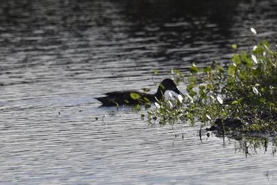 Mottled Duck, 2021-12-17 &mdash; Broward County, FL