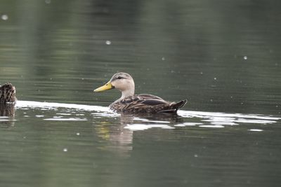 Mottled Duck, 2021-07-31 &mdash; Broward County, FL