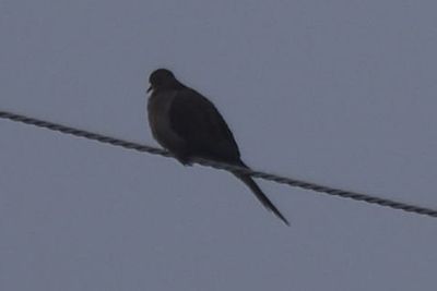 Mourning Dove, 2021-12-10 &mdash; Leon County, FL