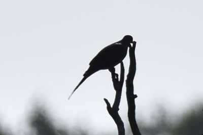 Mourning Dove, 2021-08-11 &mdash; Henderson County, NC