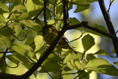 Mourning Warbler, 2025-05-26 &mdash; Washtenaw County, MI