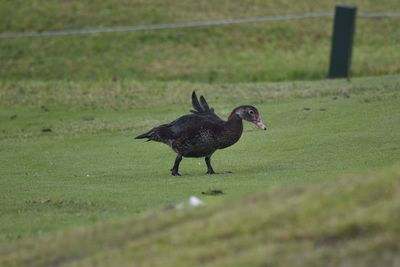 Muscovy Duck, 2021-12-18 &mdash; Broward County, FL
