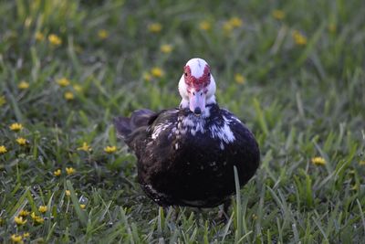 Muscovy Duck, 2021-07-28 &mdash; Broward County, FL
