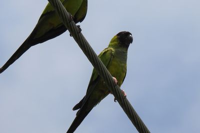 Nanday Parakeet, 2021-07-17 &mdash; Palm Beach County, FL