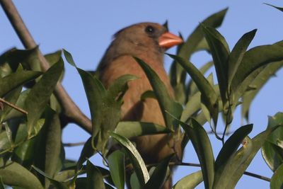 Northern Cardinal, 2021-09-25 &mdash; Leon County, FL