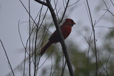 Northern Cardinal, 2021-08-28 &mdash; Leon County, FL
